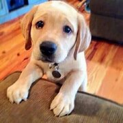 vethispic.com%2Fuploaded_images%2F274129-Sad-Puppy.jpg